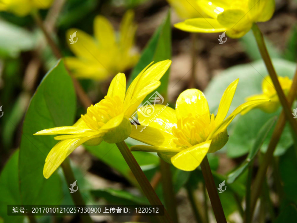 毛茛