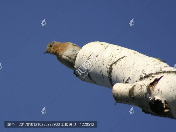 白樺樹(shù)的鳥(niǎo)