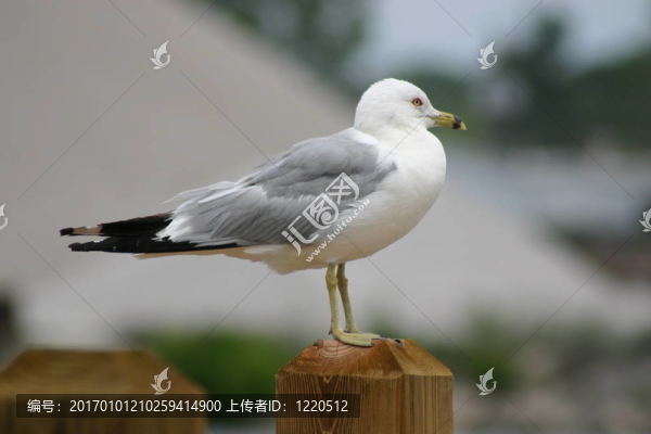 環(huán)嘴鷗