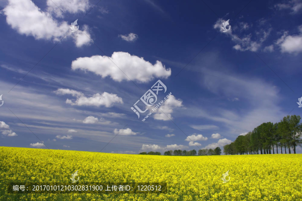 豐富多彩的春天的風(fēng)景