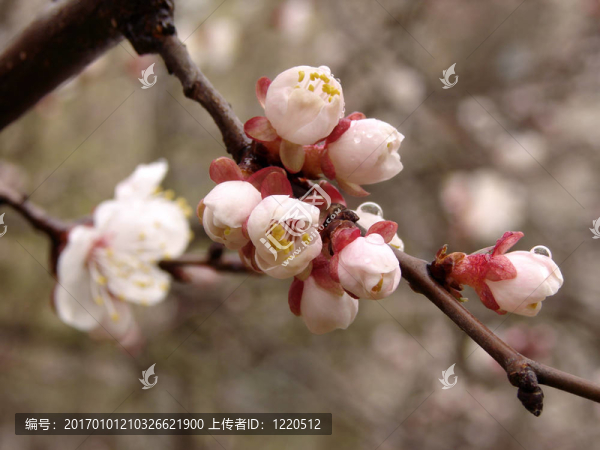 櫻桃樹(shù)開(kāi)花