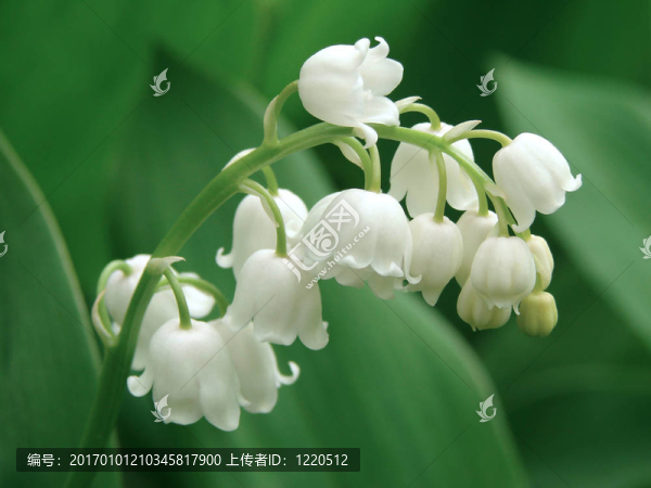 禮來公司的山谷