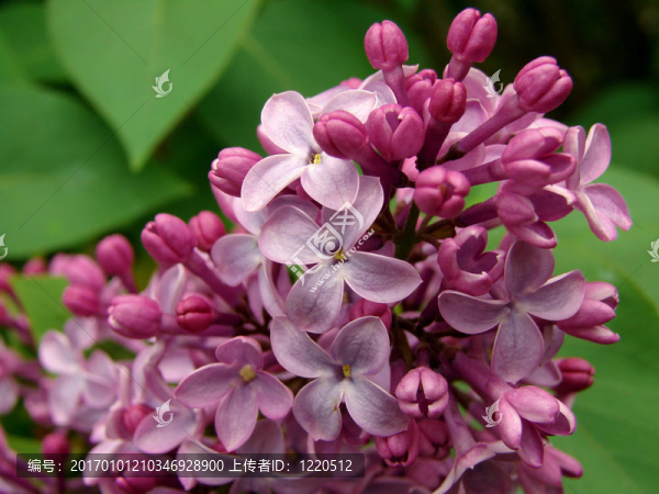 丁香花