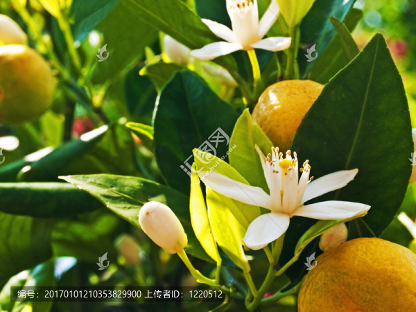 四季桔普通話開(kāi)花結(jié)果