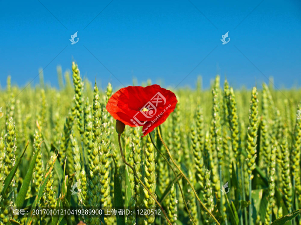 玉米田里的罌粟