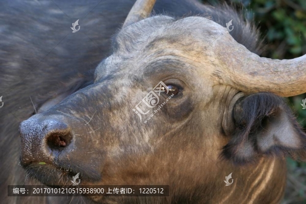 水牛的畫像