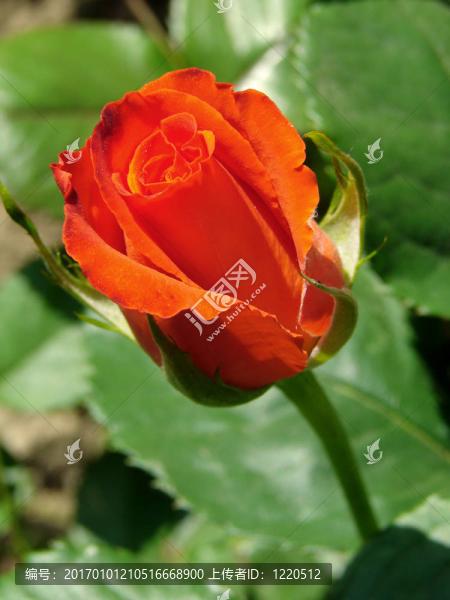 玫瑰花蕾