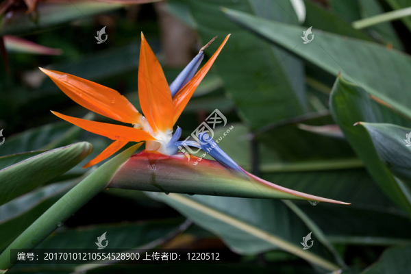天堂鳥