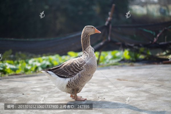 鵝