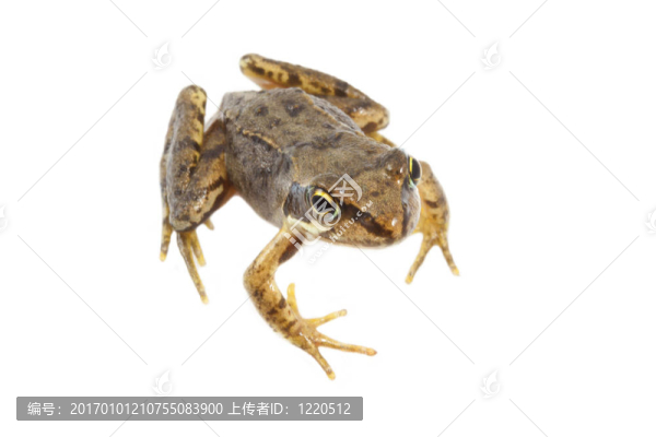 青蛙
