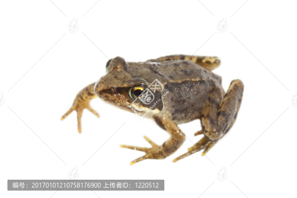 青蛙先生-匯圖網(wǎng) www.fosd68.com 青蛙先生