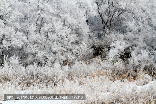 霧凇,冬天,雪景,玉樹瓊枝