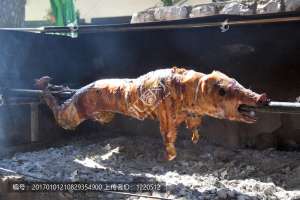豬在吐