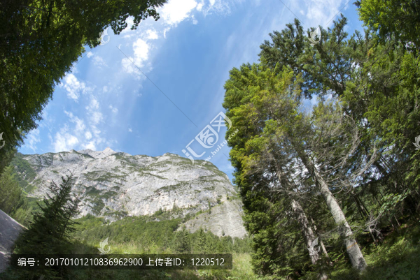 Dolomites,Woods；意大利