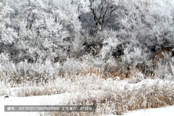 霧凇,冬天,雪景,玉樹瓊枝