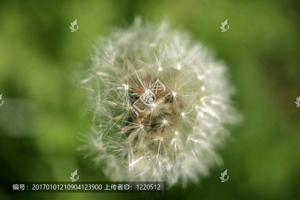 蒲公英