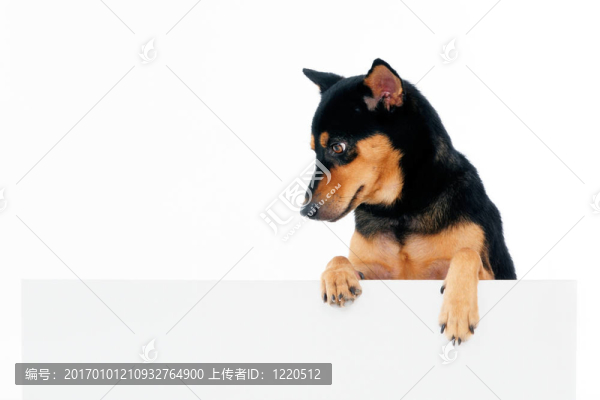 廣告牌上方的可愛狗狗