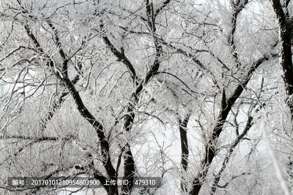 霧凇,冬天,雪景