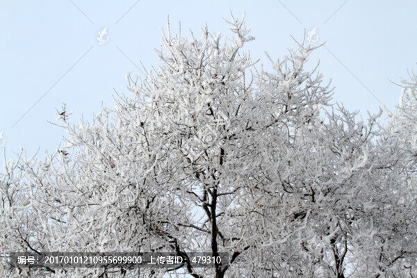 霧凇,冬天,雪景,玉樹瓊枝