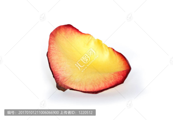 黃玫瑰的花瓣
