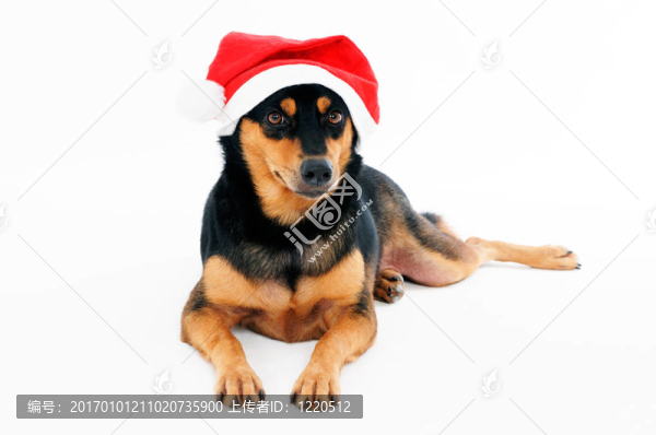 可愛的狗戴Santa帽子