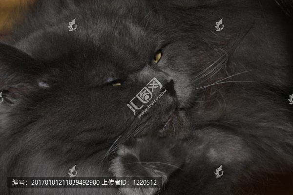 英國(guó)短毛貓