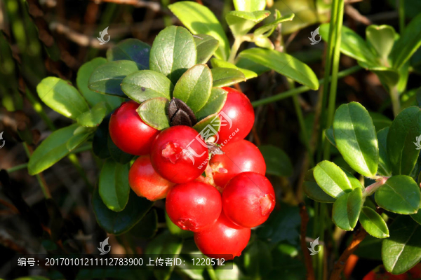 山蔓越莓果