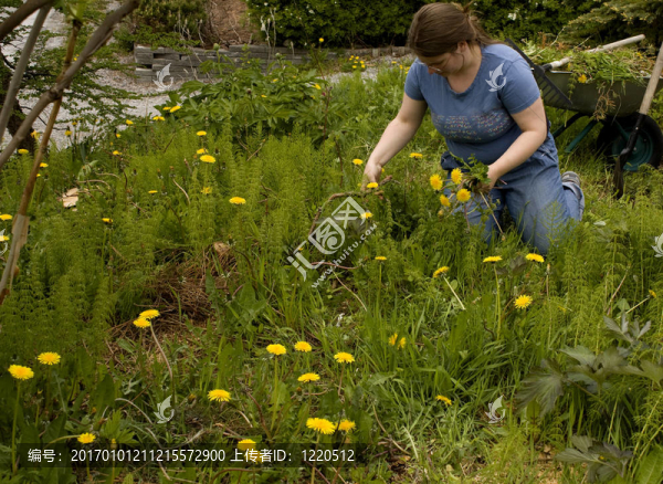 肥胖婦女除草被忽視的花園