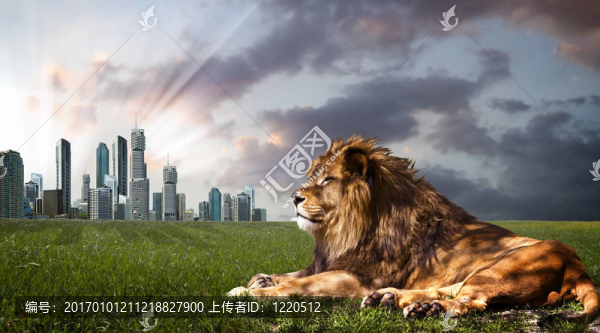 強(qiáng)大的獅子在日落休息。叢林之王