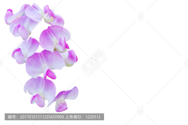 在白色背景上常見的皮重