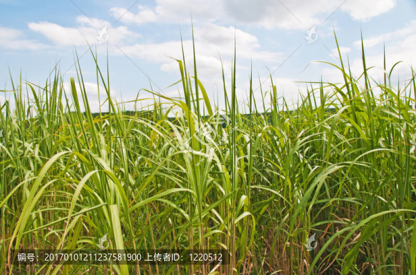 對于柴油加熱和生產(chǎn)可再生資源的柳枝