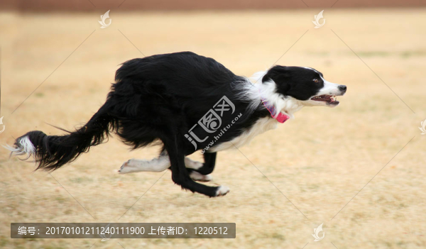 快狗