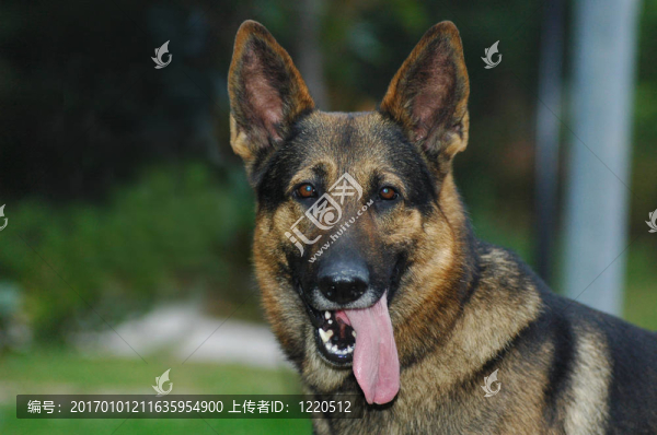 牧羊犬