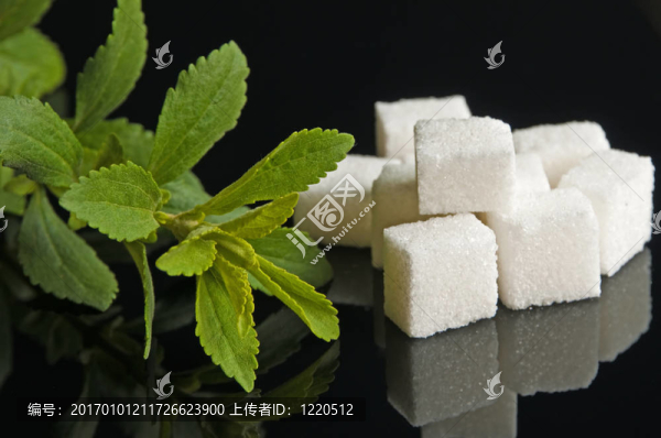 甜菊糖的草藥的支持