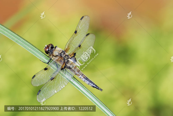 蜻蜓