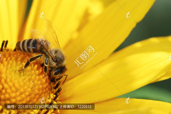 蜜蜂
