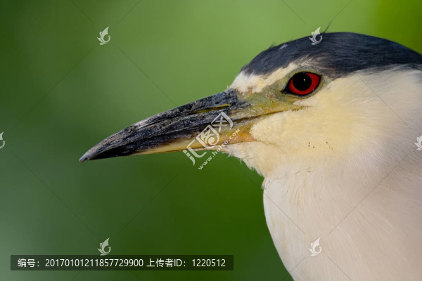 夜鷺