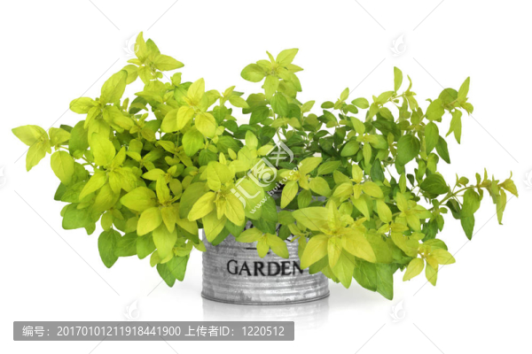 植物草本植物