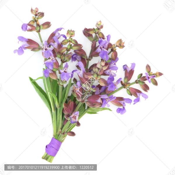 丹參花花束