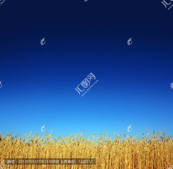 小麥莖稈
