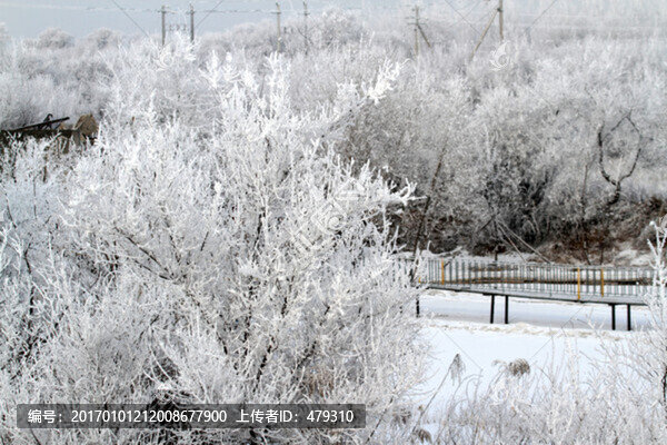 霧凇,冬天,雪景,玉樹瓊枝