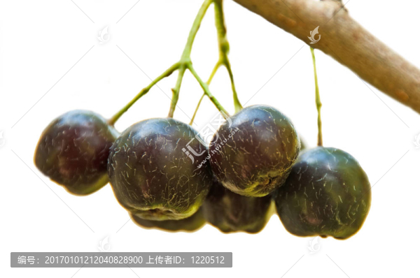 黑漿果的灌木