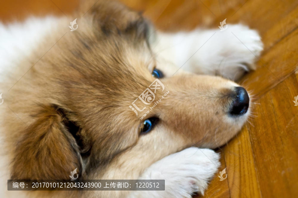 小狗的牧羊犬