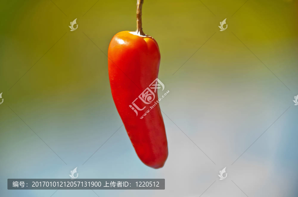 辣椒