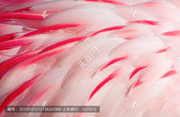 粉紅色的火烈鳥的羽毛