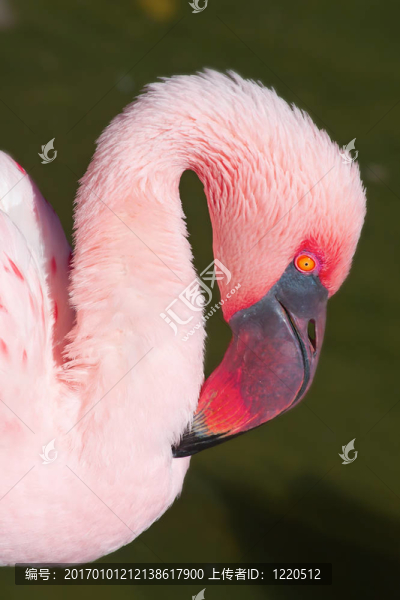 火烈鳥