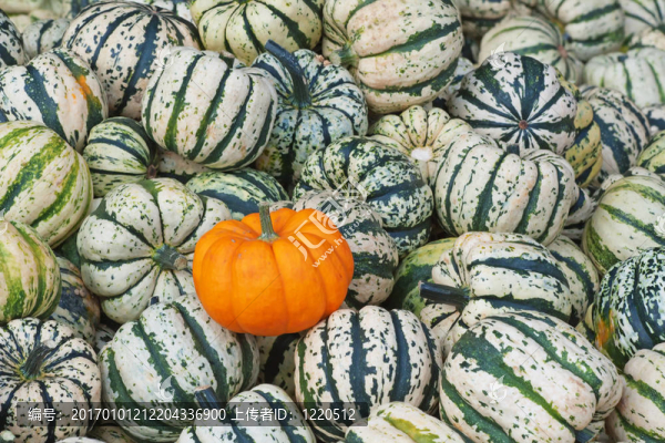 豐富多彩的南瓜