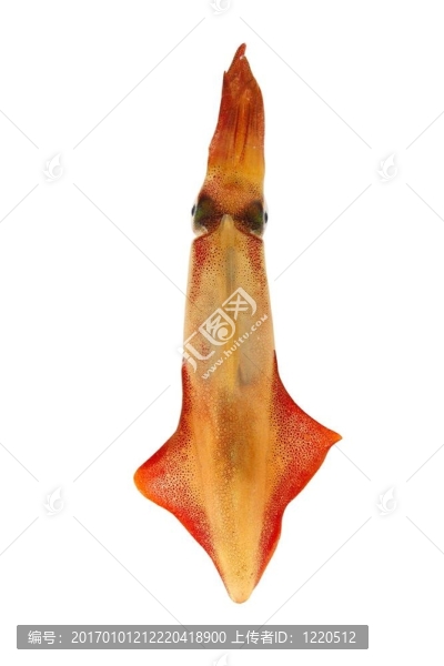 活魷魚海鮮白