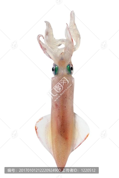 活魷魚海鮮白