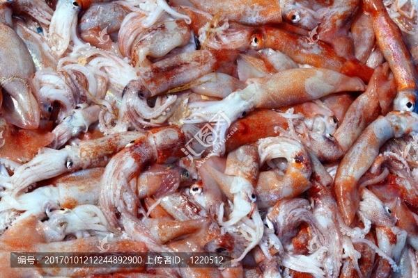 Totena,squid,Ommastrephes箭頭形的海鮮